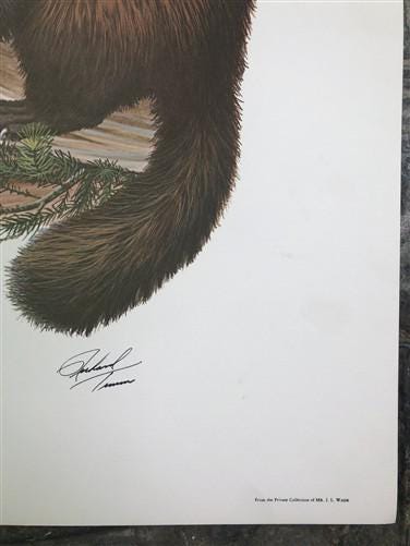 Art & Collectibles > Prints > Lithographs - Richard Timm, Pine Marten, Signed Print, 28x22 Wade Collection, Plate 39 by Th...