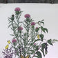 Art & Collectibles > Prints > Lithographs - Maryrose Wampler, Thistle, Signed Print, 28x22 Wall Art, Plate 28 by The Old G...