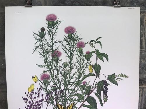 Art & Collectibles > Prints > Lithographs - Maryrose Wampler, Thistle, Signed Print, 28x22 Wall Art, Plate 28 by The Old G...