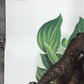 Art & Collectibles > Prints > Lithographs - Richard Timm, Mink, Signed Print, 28x22 Wade Collection, Plate 22 by The Old G...
