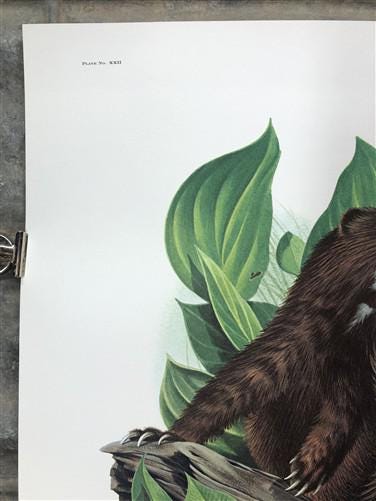 Art & Collectibles > Prints > Lithographs - Richard Timm, Mink, Signed Print, 28x22 Wade Collection, Plate 22 by The Old G...