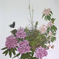 Maryrose Wampler, Rhododendron & Laurel, Signed Print, 28x22 Wall Art, Plate 29