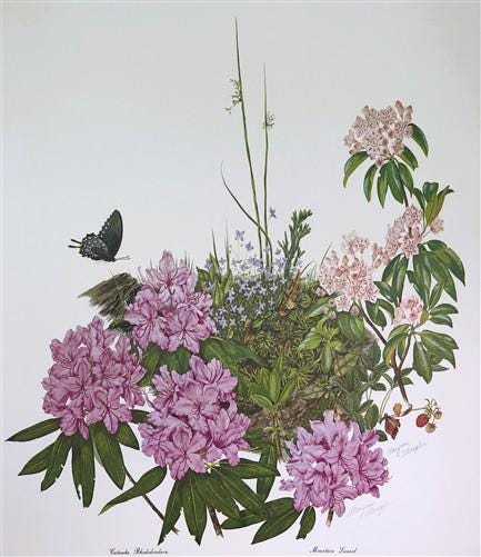Maryrose Wampler, Rhododendron & Laurel, Signed Print, 28x22 Wall Art, Plate 29