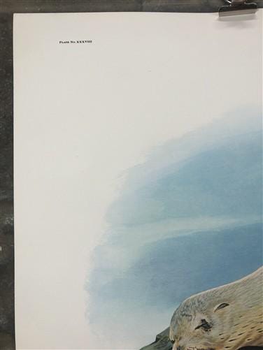 Art & Collectibles > Prints > Lithographs - Richard Timm, California Sea Lion, Signed Print, 28x22 Wade Collection, Plate...