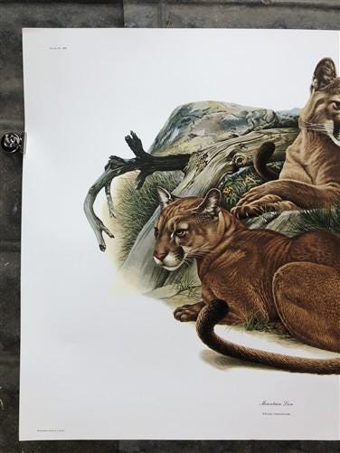 Art & Collectibles > Prints > Lithographs - Richard Timm, Mountain Lion, Signed Print, 28x22 Wade Collection, Plate 12 by...