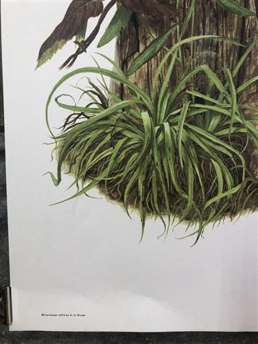 Maryrose Wampler, Black Eyed Susan, Signed Print, 28x22, Wall Art, Plate 1