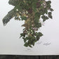Art & Collectibles > Prints > Lithographs - Maryrose Wampler, Hepatica, Signed Print, 28x22 Wall Art, Plate 15 by The Old...
