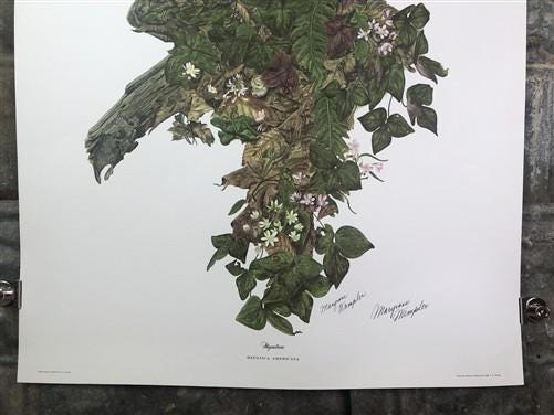 Art & Collectibles > Prints > Lithographs - Maryrose Wampler, Hepatica, Signed Print, 28x22 Wall Art, Plate 15 by The Old...