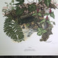 Maryrose Wampler, Trillium, Signed Print, 28x22 Wall Art, Plate 21