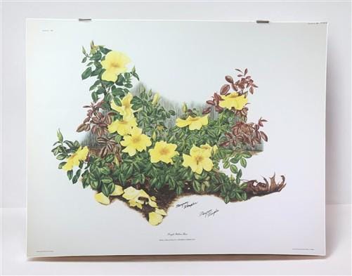Art & Collectibles > Prints > Lithographs - Maryrose Wampler, Single Yellow Rose, Signed Print, 28x22, Wall Art, Plate 7 b...