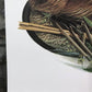 Art & Collectibles > Prints > Lithographs - Richard Timm, Muskrat, Signed Print, 28x22 Wade Collection, Plate 17 by The Ol...