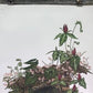 Maryrose Wampler, Trillium, Signed Print, 28x22 Wall Art, Plate 21