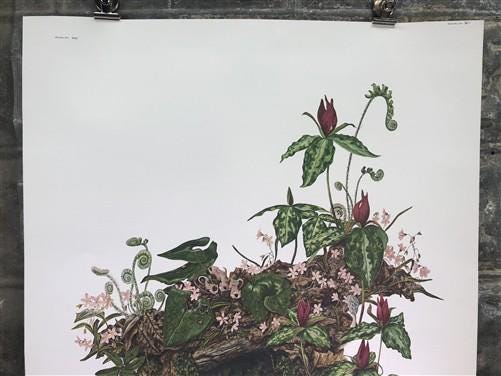 Maryrose Wampler, Trillium, Signed Print, 28x22 Wall Art, Plate 21