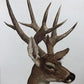 Art & Collectibles > Prints - Axel Amuchastegui, White Tailed Deer, 20.75x14 South American Art Print L by The Old Grainer...
