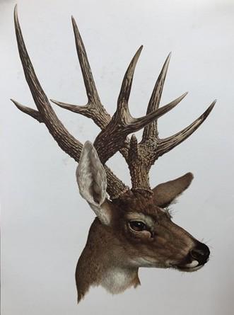 Art & Collectibles > Prints - Axel Amuchastegui, White Tailed Deer, 20.75x14 South American Art Print L by The Old Grainer...