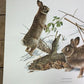 Art & Collectibles > Prints > Lithographs - Richard Timm, Eastern Cottontail, Signed Print, 28x22 Wade Collection, Plate 9...