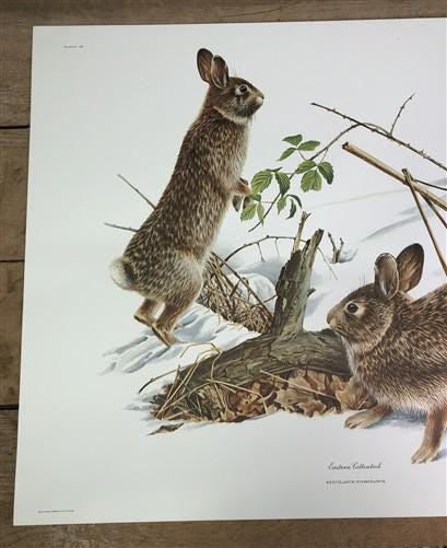 Art & Collectibles > Prints > Lithographs - Richard Timm, Eastern Cottontail, Signed Print, 28x22 Wade Collection, Plate 9...