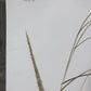 Art & Collectibles > Prints > Lithographs - Maryrose Wampler, Dune Flowers, Signed Print, 28x22 Wall Art, Plate 20 by The...