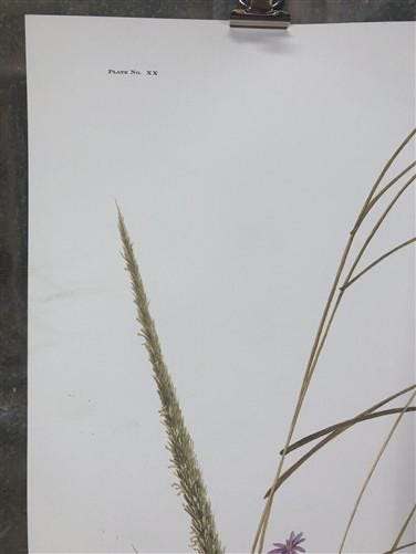 Art & Collectibles > Prints > Lithographs - Maryrose Wampler, Dune Flowers, Signed Print, 28x22 Wall Art, Plate 20 by The...