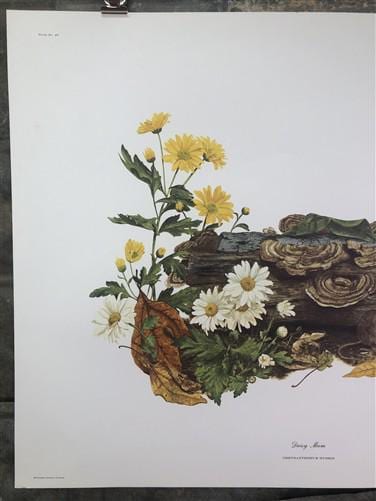 Art & Collectibles > Prints > Lithographs - Maryrose Wampler, Daisy Mum, Signed Print, 28x22 Wall Art, Plate 4 by The Old...