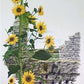 Art & Collectibles > Prints > Lithographs - Maryrose Wampler, Common Sunflower, Signed Print, 28x22 Wall Art, Plate 24 by...