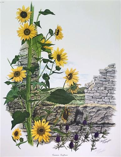 Art & Collectibles > Prints > Lithographs - Maryrose Wampler, Common Sunflower, Signed Print, 28x22 Wall Art, Plate 24 by...