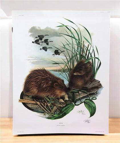 Art & Collectibles > Prints > Lithographs - Richard Timm, Muskrat, Signed Print, 28x22 Wade Collection, Plate 17 by The Ol...