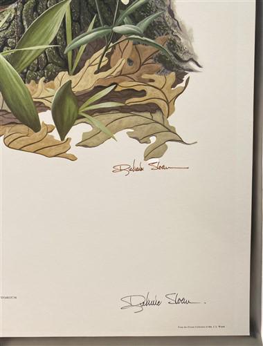 Art & Collectibles > Prints > Lithographs - Richard Sloan, Robin, Signed Print, 28x22, Wade Collection, Plate 9 by The Old...