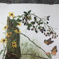 Maryrose Wampler, Black Eyed Susan, Signed Print, 28x22, Wall Art, Plate 1