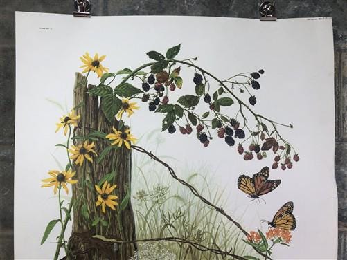 Maryrose Wampler, Black Eyed Susan, Signed Print, 28x22, Wall Art, Plate 1