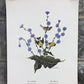 Art & Collectibles > Prints > Lithographs - Richard Sloan, Goldfinch, Signed Print, 11x14, Essay, Sketches, Plate 15 by Th...