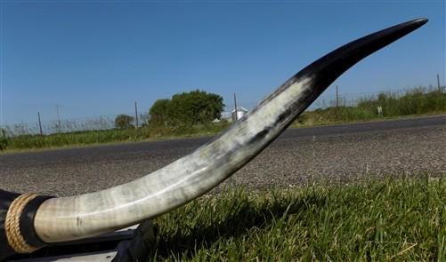 Home & Living > Home Decor > Wall Decor > Wall Hangings - 5'11" Longhorn Mounted Cattle Horns Steer Bull Western Texas Ran...