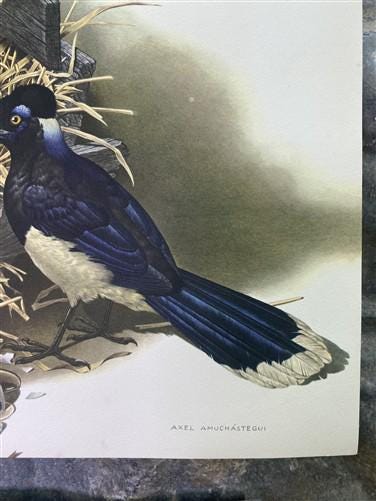 Art & Collectibles > Prints - Axel Amuchastegui, Urraca Jay, 20.75x14 South American Bird Art Print C by The Old Grainery