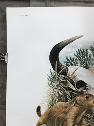Art & Collectibles > Prints > Lithographs - Richard Timm, Prairie Dog, Signed Print, 28x22 Wade Collection, Plate 29 by Th...