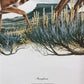 Art & Collectibles > Prints > Lithographs - Richard Timm, Pronghorn, Signed Print, 28x22 Wade Collection, Plate 13 by The...