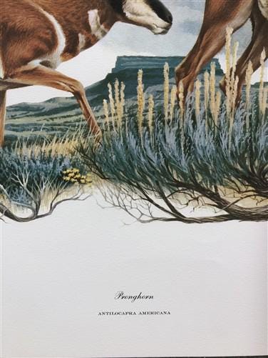 Art & Collectibles > Prints > Lithographs - Richard Timm, Pronghorn, Signed Print, 28x22 Wade Collection, Plate 13 by The...