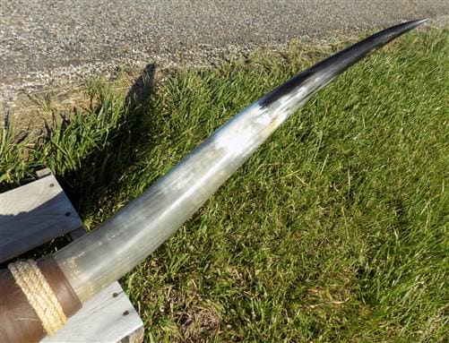 5'9" Longhorn Mounted Cattle Horns Steer Bull Western Texas Ranch Decor A11