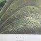 Art & Collectibles > Prints > Lithographs - Richard Sloan, Prairie Falcon, Signed Print, 28x22, Wade Collection, Plate 33...