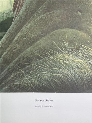 Art & Collectibles > Prints > Lithographs - Richard Sloan, Prairie Falcon, Signed Print, 28x22, Wade Collection, Plate 33...
