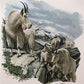 Art & Collectibles > Prints > Lithographs - Richard Timm, Mountain Goat, Signed Print, 28x22 Wade Collection, Plate 26 by...