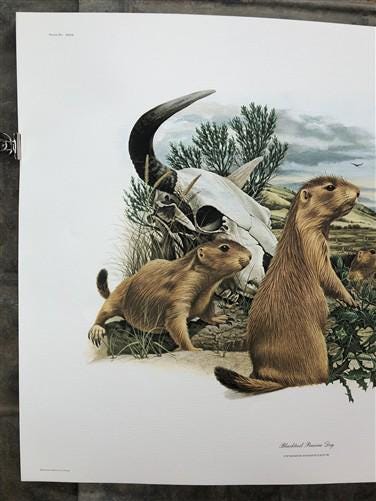 Art & Collectibles > Prints > Lithographs - Richard Timm, Prairie Dog, Signed Print, 28x22 Wade Collection, Plate 29 by Th...