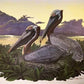 Richard Sloan, Brown Pelican, Signed Print, 28x22, Wade Collection, Plate 17