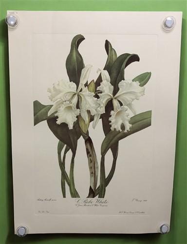 10 Andrey Avinoff Pinx Orchid Art Prints, 23x17 Floral Lithograph