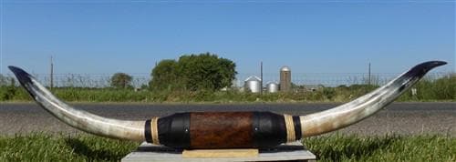 Home & Living > Home Decor > Wall Decor > Wall Hangings - 5'11" Longhorn Mounted Cattle Horns Steer Bull Western Texas Ran...