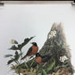 Art & Collectibles > Prints > Lithographs - Richard Sloan, Robin, Signed Print, 11x14, Essay, Sketches, Plate 9 by The Old...
