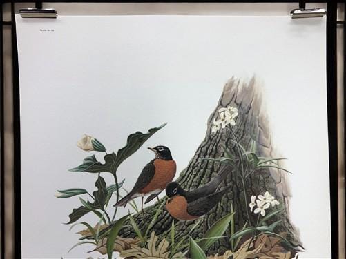 Art & Collectibles > Prints > Lithographs - Richard Sloan, Robin, Signed Print, 11x14, Essay, Sketches, Plate 9 by The Old...