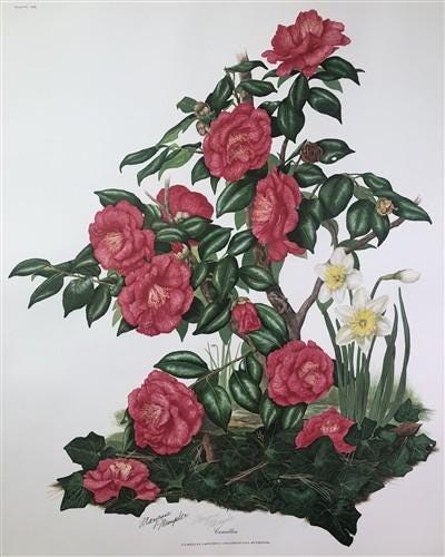 Maryrose Wampler, Camellia, Signed Print, 28x22 Wall Art, Plate 19