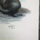 Art & Collectibles > Prints > Lithographs - Richard Timm, California Sea Lion, Signed Print, 28x22 Wade Collection, Plate...