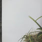 Art & Collectibles > Prints > Lithographs - Maryrose Wampler, Passion Vine, Signed Print, 28x22 Wall Art, Plate 18 by The...