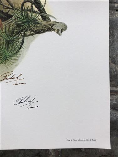 Art & Collectibles > Prints > Lithographs - Richard Timm, Mountain Lion, Signed Print, 28x22 Wade Collection, Plate 12 by...
